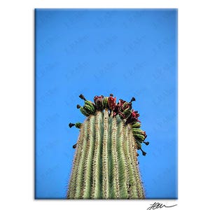 Wüsten Delikatesse: Saguaro National Park | Fine Art Arizona Kaktus Fotografie | Handsignierter 13x18 Print im 8x10 Passepartout