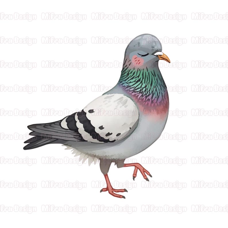 May include: Watercolor illustration of a pigeon with gray, white, and black feathers. The bird has a colorful neck with shades of green, pink, and purple. It is walking with one leg raised and its eyes closed.