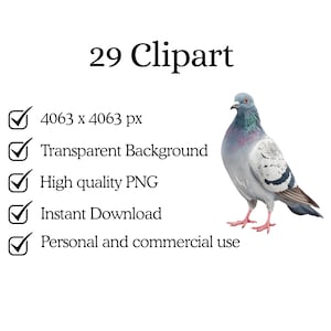 May include: A digital clipart image of a pigeon with gray, white, and purple feathers, standing on a white background. The image includes the text "29 Clipart" and details about the image file, including "Transparent Background" and "Instant Download."