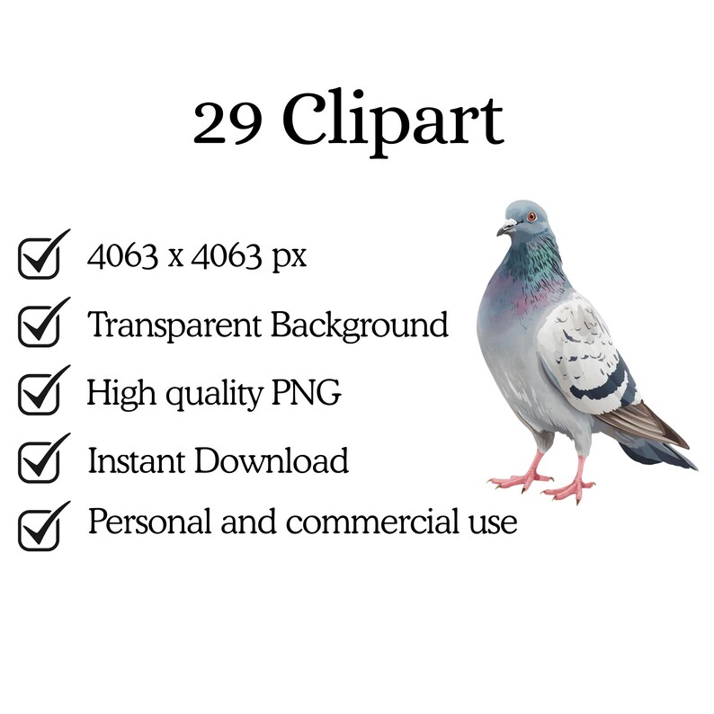 May include: A digital clipart image of a pigeon with gray, white, and purple feathers, standing on a white background. The image includes the text "29 Clipart" and details about the image file, including "Transparent Background" and "Instant Download."