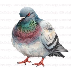 May include: Watercolor illustration of a pigeon. The bird has a gray head and body with iridescent green, purple, and pink feathers on its neck and chest. It has red eyes and feet, and is standing on a white background.