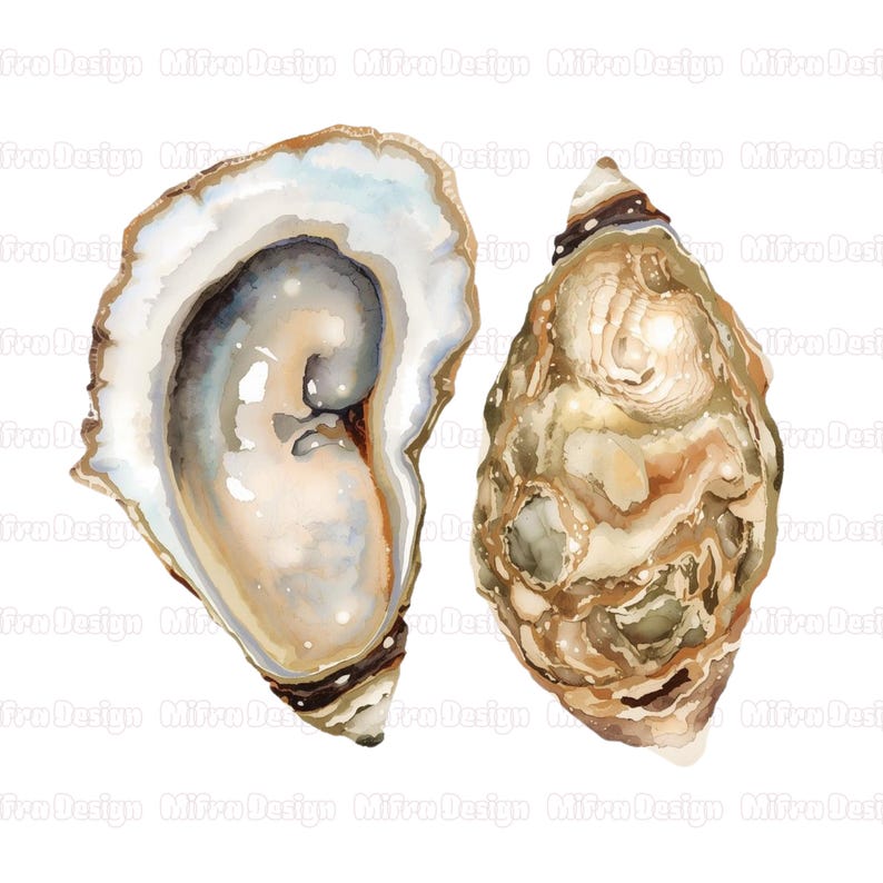 Pearl Oysters PNG Seashell Clipart Bundle, Watercolor Folk Gemstone ...