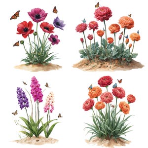 Peut inclure: Illustrations à l'aquarelle de fleurs colorées, dont des coquelicots rouges, des renoncules roses et oranges et des jacinthes violettes. Des papillons voltigent autour des fleurs. Les fleurs sont sur fond blanc.