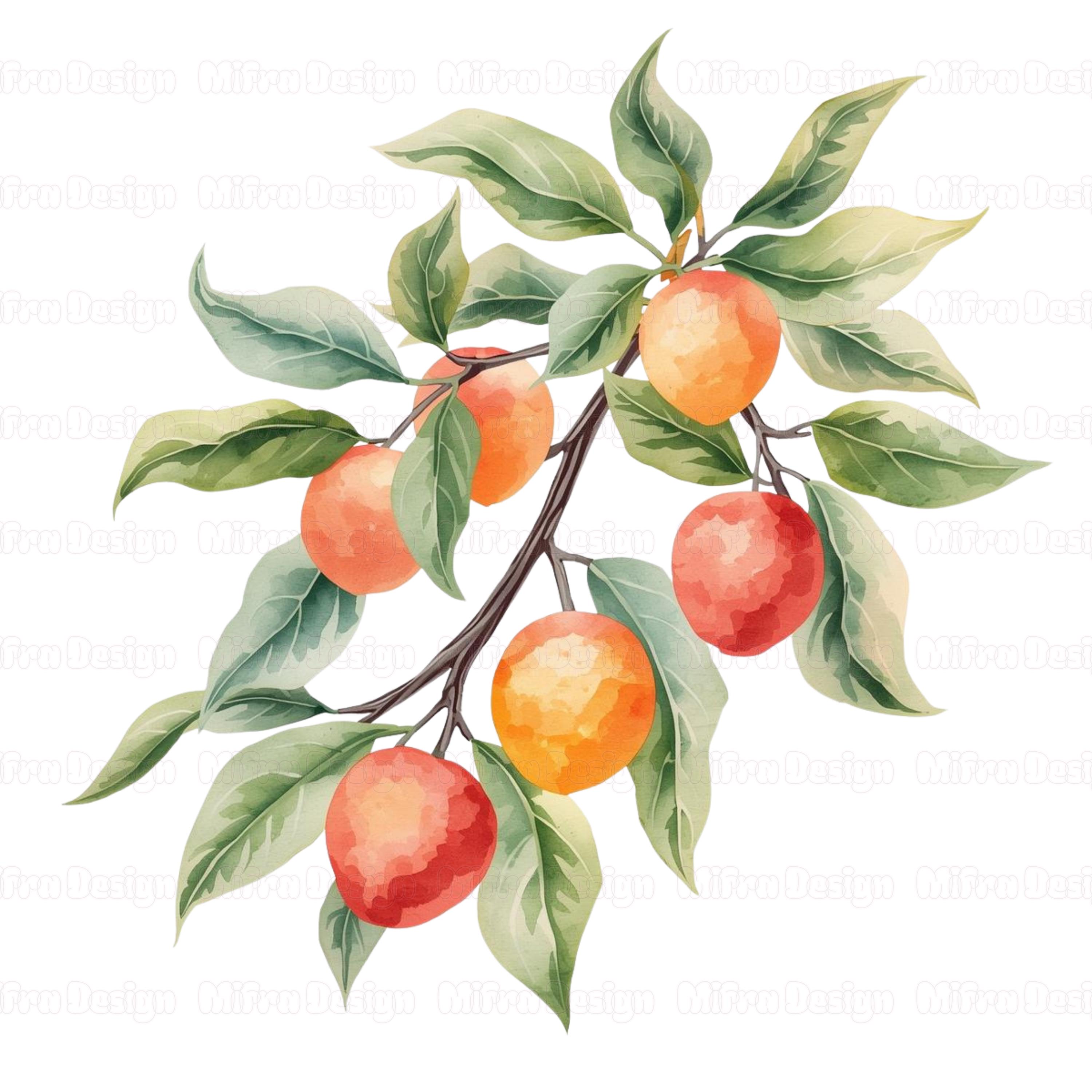 Fruit and Vegetable Clipart Bundle Watercolor Veggie & Fruit Png ...