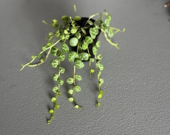 String of Turtles 2' Pot Growers Choice