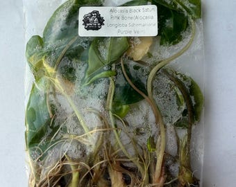 Alocasia Pink Bone Tissue Culture