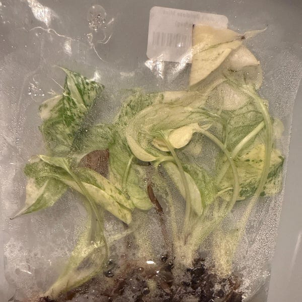 Monstera white monster TC 5 pack