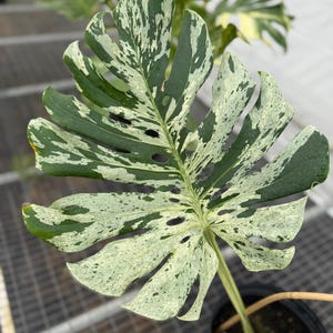 May include: Close-up of a variegated Monstera deliciosa leaf. The large, split leaf is a vibrant green with irregular patterns of white and cream variegation. The plant is in a black pot, showcasing the unique foliage.