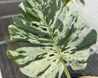 Monstera Bulbasaur TC Grower’s choice