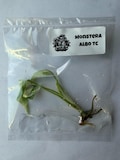 Monstera Albo Tissue Culture