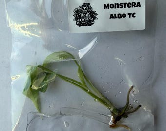 Monstera Albo Tissue Culture