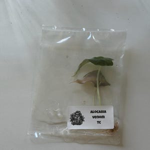 Alocasia Venom Tissue Culture