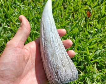 3D Printed Jurassic World Indominus Rex Tooth Replica Prop, Dinosaur Tooth, T-Rex