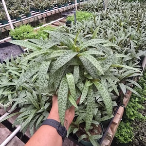 May include: A close-up of a group of plants with long, speckled green leaves. The leaves have a pattern of dark green spots. The plants are in small black pots and are part of a larger collection of plants in a greenhouse setting.
