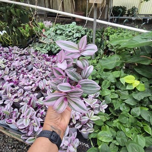 Tradescantia Nanouk