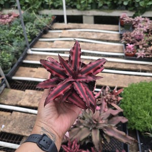 May include: A potted plant with spiky, star-shaped leaves. The leaves are a deep red with dark burgundy stripes. The plant is held in a small black pot, with other plants in the background.