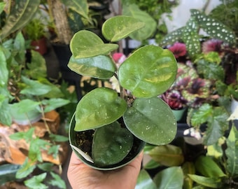 Hoya Carnosa Chelsea 4 inch pot
