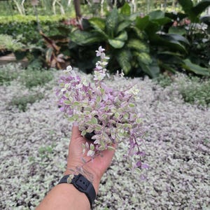Callisia Repens Pink Lady 4 inch pot