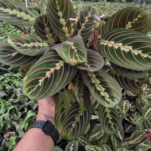Maranta Red 6 inch pot