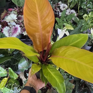 Prince of Orange 6 inch pot