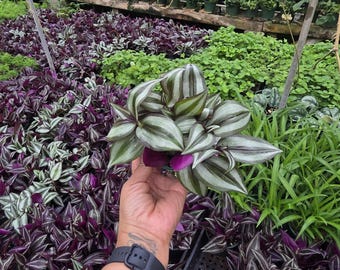 Maceta Tradescantia Zebrina blanca de 4 pulgadas
