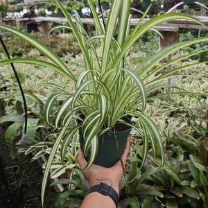 Spider Plant 6 inch pot