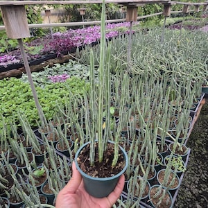 Senecio Stapeliiformis (Pickle Plant) 4 inch pot