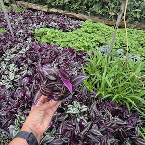 Tradescantia Zebrina 4 inch pot