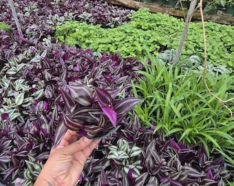 Maceta Tradescantia Zebrina de 4 pulgadas