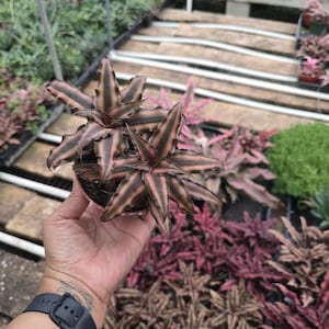 Bromeliad Pink Star 4 inch pot