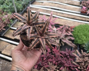 Bromelia Pink Star en maceta de 4 pulgadas