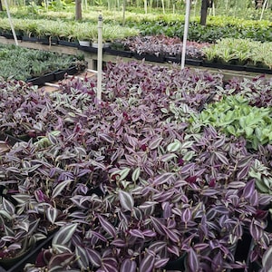 Tradescantia Zebrina Purple 4 inch pot
