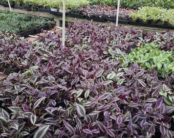 Maceta Tradescantia Zebrina Purple de 4 pulgadas