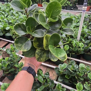 Puede incluir: Primer plano de una planta de Peperomia obtusifolia, también conocida como planta de caucho bebé, con hojas grandes, redondas y verdes con variegación amarilla. La planta está en una maceta negra pequeña, rodeada de otras plantas en un invernadero.