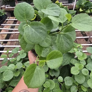 May include: A close-up of a green plant with large, round leaves. The plant is in a black pot, and other plants are visible in the background. The leaves have a textured surface and are a vibrant green color. The plant appears healthy and well-cared for.