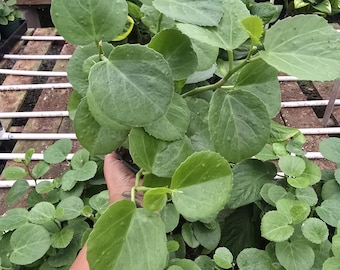 Philodendron Squamicaule Blushing - Etsy Denmark