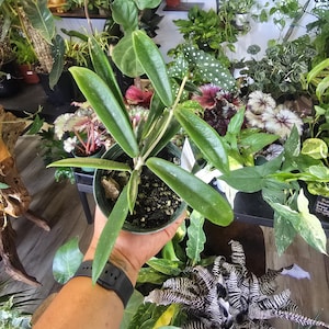 Maceta Hoya Mini Belle de 4 pulgadas