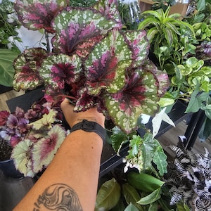 Rex Begonia-various