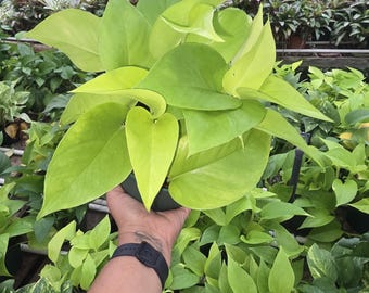 Pothos Neon 4 inch pot