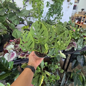 Swiss Cheese Plant (Monstera adansonii) 4 inch plant