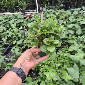 Peperomia Red Stem 4 inch pot