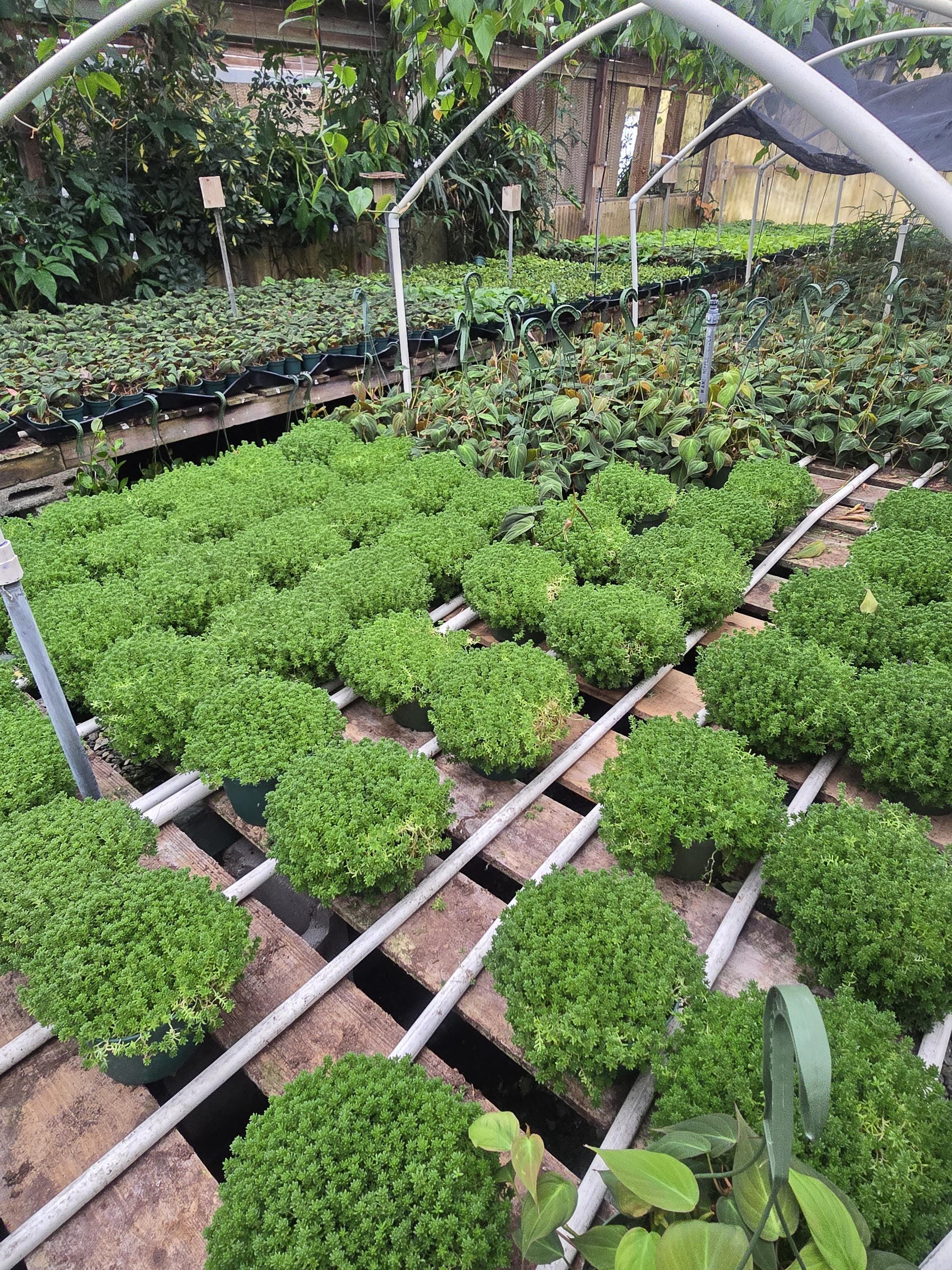 TheGreenNookPlants - Etsy
