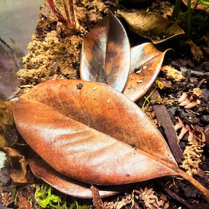Magnoilia Leaf Litter (1 Gallon)