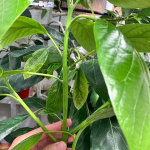 May include: A young avocado plant with a central green stem and multiple large, glossy, dark green leaves. The foliage is dense, with some leaves showing a lighter green hue and visible veins. The plant structure is upright with branching stems.
