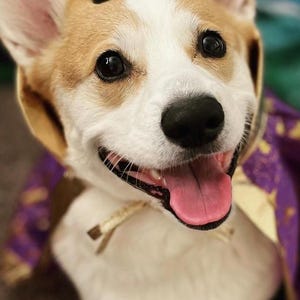 Personalisierte Corgis Videobotschaft – von Jasper dem Spirit Dog!