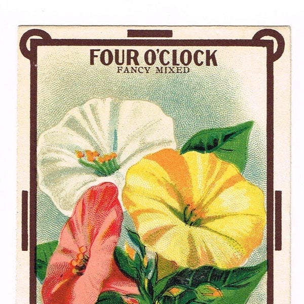 Original vintage lithographed scarcer seed packet pack NOS 1915 General Store Dalton New York State Four O'clock Fancy Floral Garden Burts