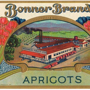 Original vintage Tin Can label 1919 North Hollywood (Lankershim) California San Fernando Apricot packing House Bonner