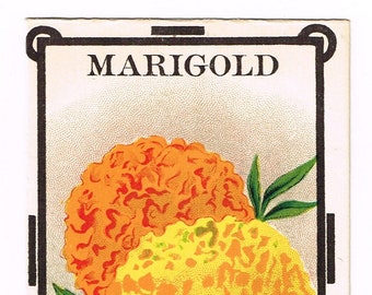 Original vintage lithographed scarcer seed packet pack NOS 1915 General Store Dalton New York State Marigold Floral Garden Burts
