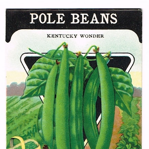 Original vintage seed packet pack NOS c1920 General Store garden folk art Card Seed Fredonia NY Pole Beans Kentucky Wonder