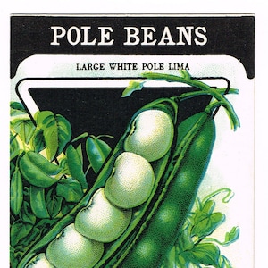 Pacchetto di semi d'epoca originale pacchetto NOS c1920 General Store giardino arte popolare carta seme Fredonia NY Pole Beans Large White Lima